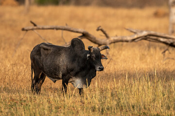 domestic animal huge and large Abandoned Indian black bull standing in grassland core forest or jungle a conservation issue or wildlife threat at panna national park tiger reserve madhya pradesh india
