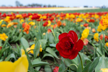 Fototapeta premium Blooming fields with tulips. Spring fields with tulips. Rows of tulips. Bright colorful fields with tulips