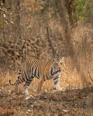wild sub adult male bengal tiger panthera tigris walking head on territory stroll in summer season...
