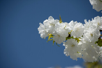 千原桜