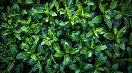 Lush green leafy plant background - obrazy, fototapety, plakaty