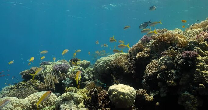 A marvelous view that shows colorful undersea biodiversity.