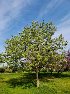 Young American sycamore (Platanus occidentalis) tree in a park in Mediterranean region.