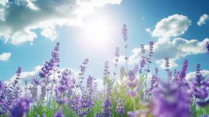 Close-up of lavender flowers against a blue sky. Aromatherapy and organic cosmetics concept....