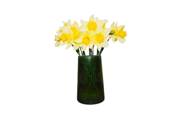 Yellow daffodils in a dark green vase isolated on a white background Fresh spring Copy space