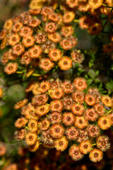 Orange flowers of the Australian native Golden feather flower Verticordia chrysantha, family Myrtaceae. Spring to summer flowering. Endemic to Western Australia