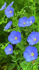 Check out the stunning details of blue flax flowers in this charming close-up photo.