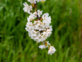 Sakura flower. Spring cherry branch with pink flowers and leaves on the blurred background.Cherry blossoms in the park are in bloom. The scientific name is Cerasus lannesiana Carriere, 1872 Kawazu-zak