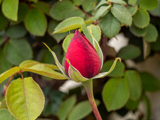 pink rose on a branch