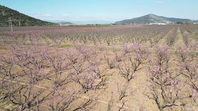 Aerial drone video above fields in full bloom with pink hues. Blossoming of peach trees in spring.