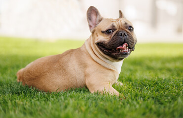 Portrait of adorable, happy dog of the French Bulldog breed in the park on the green grass at...