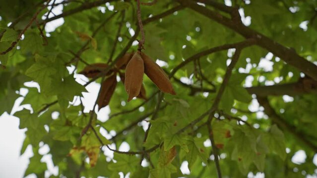 Close-up of brown seed pods hanging amongst green leaves on a ceratonia siliqua tree in murcia, spain.