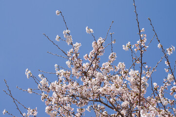 SONY DSC