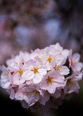 Cherry blossoms are blooming.
