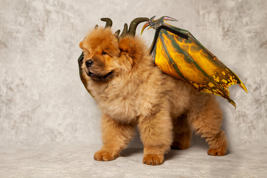Red-haired, charming chow-chow puppy in a dragon costume.