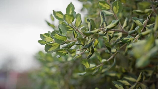 Lush variegated leaves of mediterranean spindle, euonymus europaeus, outdoor in murcia, spain.