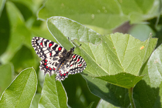  Schmetterling, Spanischer Osterluzeifalter, Zerynthia rumina


