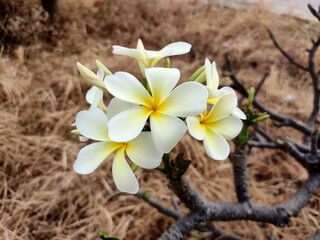 White Plumeria, Frangipani, flowers in garden.