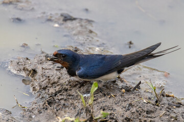Rauchschwalbe, Hirundo rustica
