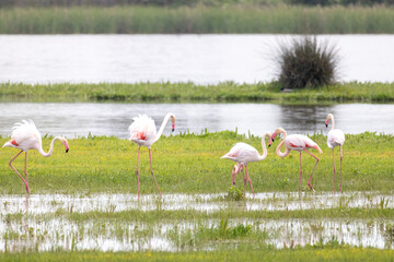 Rosaflamingo, Phoenicopterus roseus