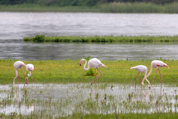 Rosaflamingo, Phoenicopterus roseus

