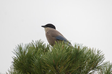 , Blauelster, Cyanopica cooki