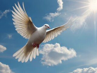 white dove flying in sky