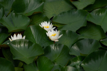 lotus
