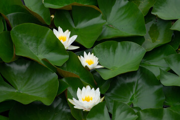 lotus
