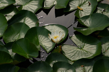 lotus
