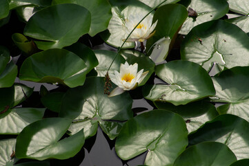 SONY DSC