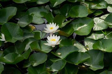 SONY DSC