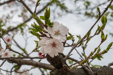 桜の花が雲に語りかける