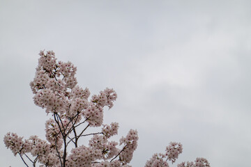 灰色の空と桜の対比