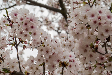 曇り日に秘められた桜の情緒