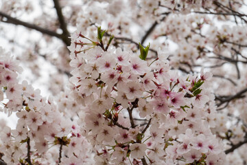 曇り日の桜のやさしさ
