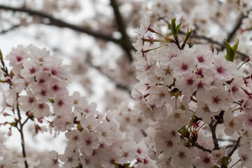曇り空に咲く桜