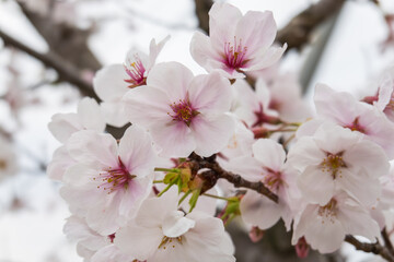 淡い光の中の桜