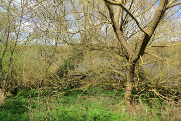 Old moss covered bare branches overlooking the lake at Mote Park
