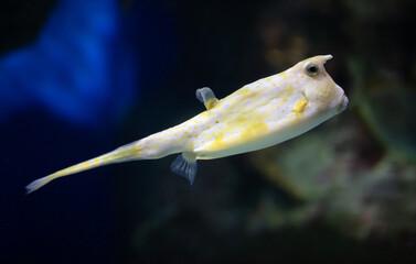 Yellow and white puffer fish swimming in the blue water aquarium © schankz
