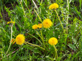 Yellow dandelion flowers in nature in spring