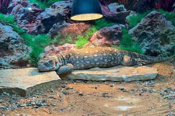 Closeup of a bearded dragon in the terrarium at the zoo