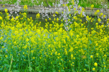 Brassica rapa and cherry blossom flower.