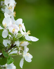 apple tree blossom