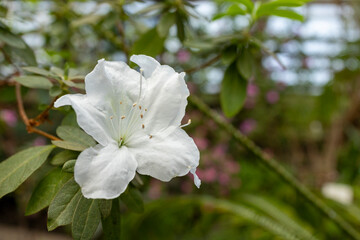 Obraz na płótnie Canvas Single white flower, soft focus