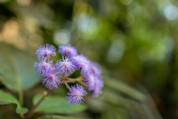 Purple fuzzy blooms, soft, delicate allure