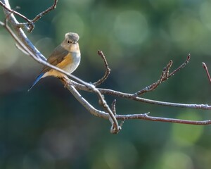 A female red-flanked bluetail checking me 