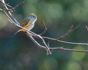 A female red-flanked bluetail perching on a branch