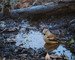 A female hawfinch preparing to take a bath in a puddle in a forest