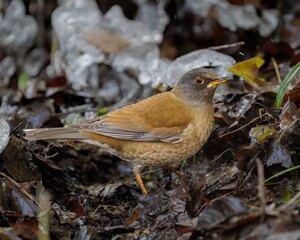 A male pale thrush foraging in forestlands